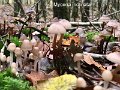 Mycena inclinata-amf1329-1